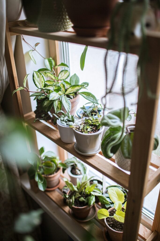 Plant shelf near an apartment window with several indoor potted plants