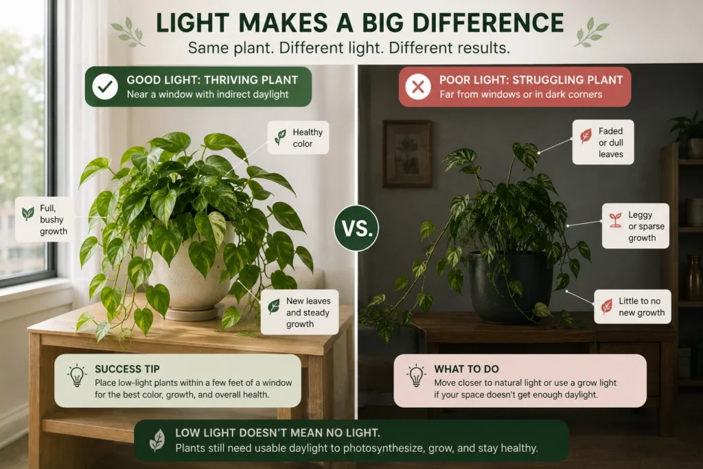 Low-light indoor plant comparison showing healthy growth near a window versus weak growth in a dark apartment corner.