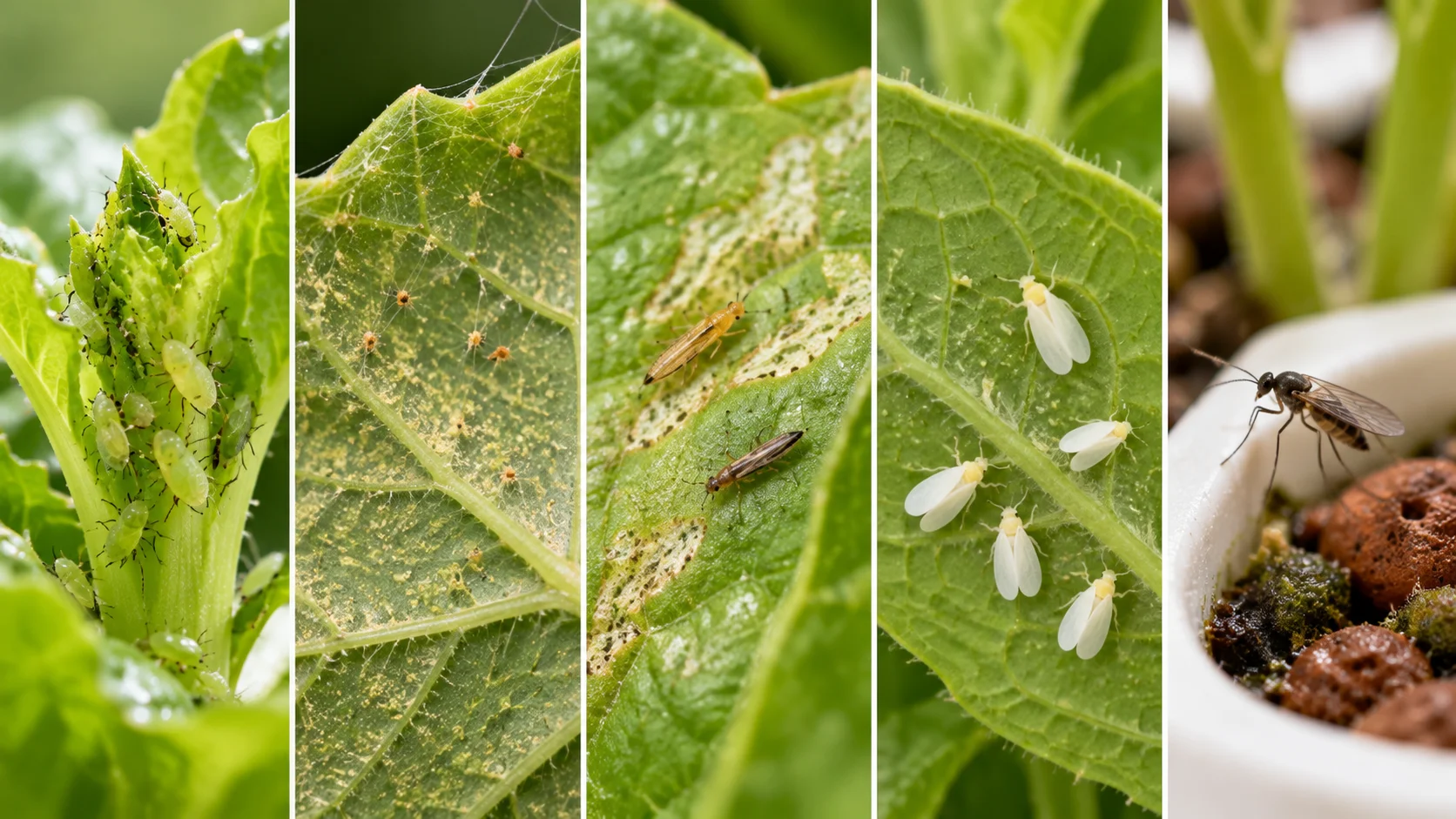 Close-up examples of aphids, spider mites, thrips, whiteflies, and fungus gnats on indoor plants
